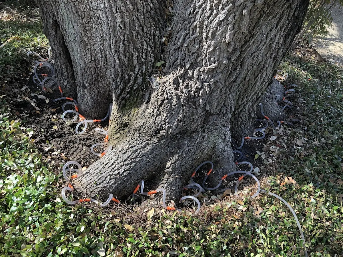Detailed Tree Cabling and Bracing job site in Piney Flats