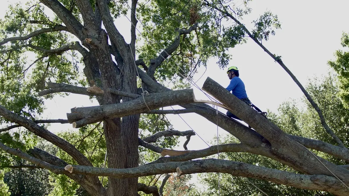 Professional Crown Thinning performed by certified arborists in Piney Flats